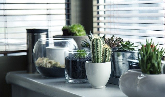 kaktusy v nádobách.jpg