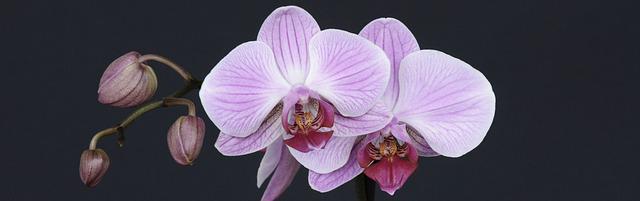 fialová orchidej