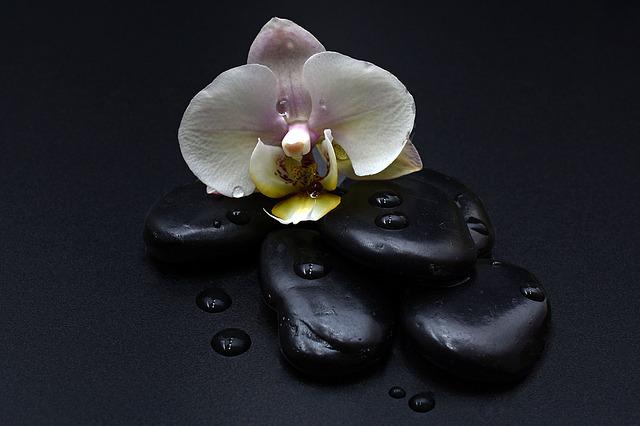 orchidej na kameni